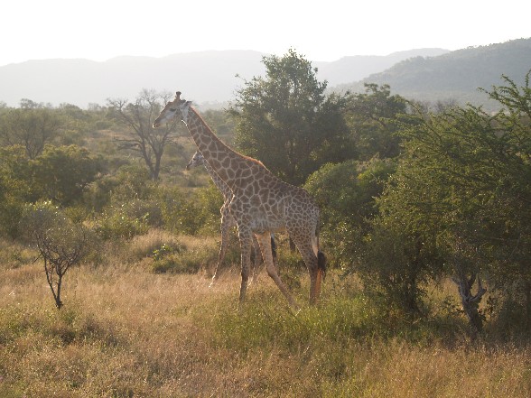 Giraffe 1