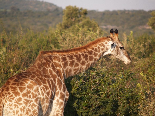 Giraffe 2