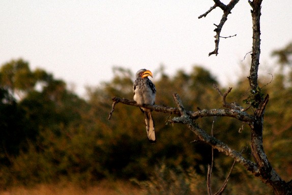 Hornbill