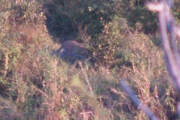 Leopard