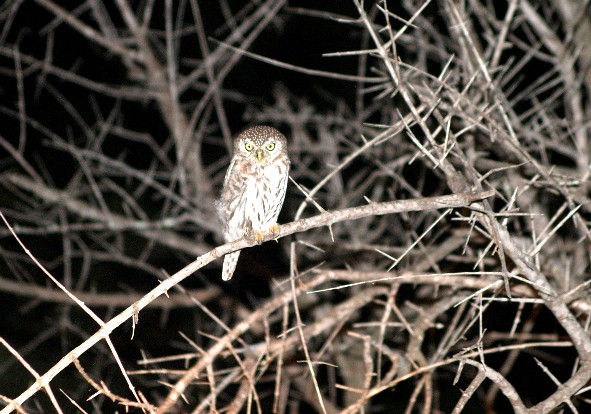Owl